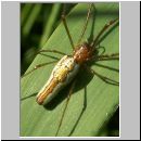 Tetragnatha montana - Streckerspinne w02.jpg